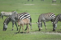 zebras-in-ngorongoro-3